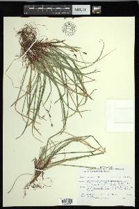 Carex pedunculata image