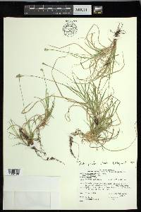 Carex peckii image