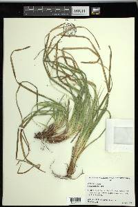 Carex picta image