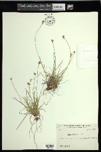 Carex peckii image