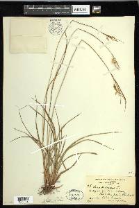 Carex pallescens image