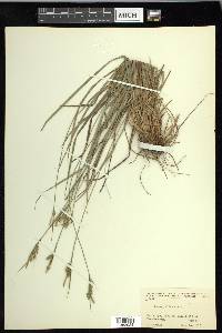 Carex pallescens image