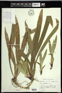 Carex plantaginea image