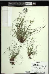 Carex planostachys image