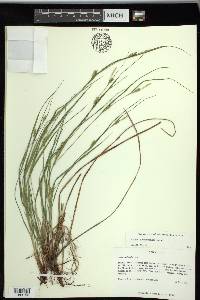 Carex planispicata image