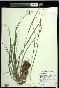 Carex planispicata image