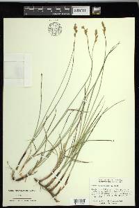 Carex praegracilis image