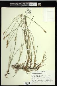 Carex praegracilis image