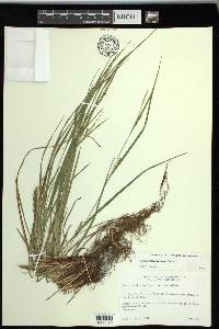 Carex planispicata image