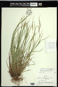 Carex planispicata image