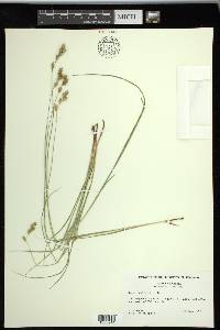 Carex praticola image