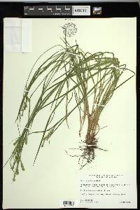 Carex prasina image