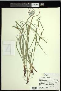 Carex planispicata image