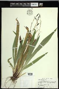 Carex plantaginea image