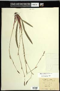 Carex plantaginea image