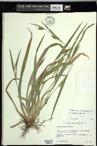 Carex pigra image