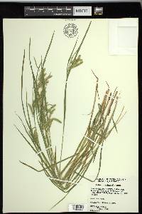 Carex prasina image