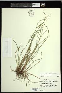 Carex planispicata image