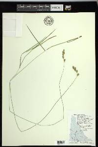 Carex praticola image