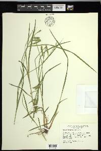 Carex prasina image