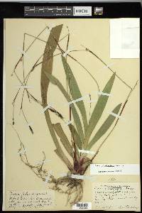 Carex plantaginea image