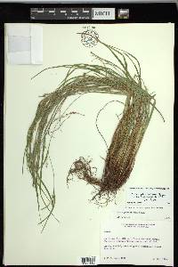 Carex planispicata image