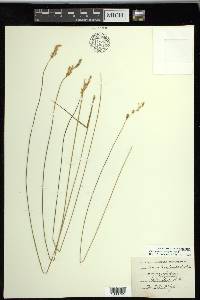 Carex prairea image