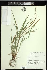 Carex planispicata image