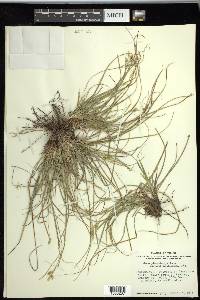 Carex planostachys image