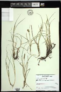 Carex praegracilis image