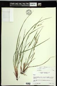 Carex planispicata image