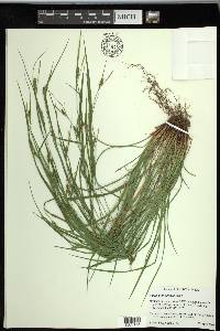 Carex planispicata image