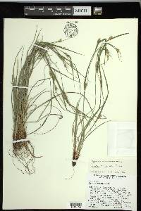 Carex planispicata image