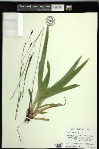 Carex plantaginea image