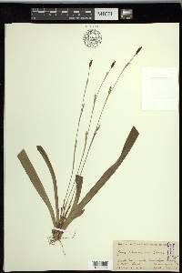 Carex plantaginea image