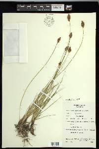 Carex praegracilis image