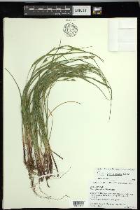 Carex planispicata image