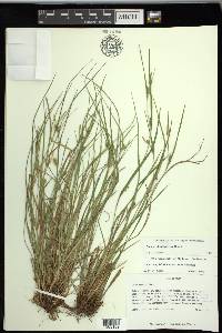 Carex planispicata image