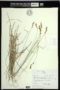 Carex praticola image