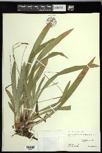 Carex plantaginea image