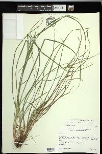 Carex planispicata image