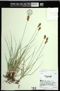 Carex praegracilis image