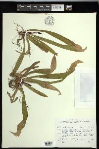 Carex plantaginea image