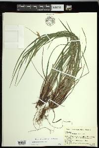 Carex planispicata image