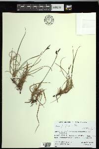 Carex pluriflora image