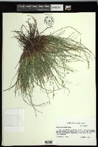 Carex planostachys image