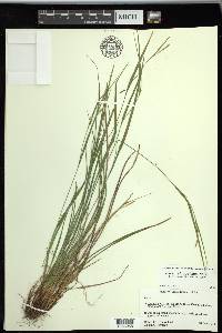 Carex planispicata image