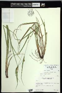 Carex planispicata image