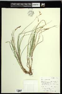 Carex praticola image