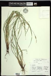 Carex planispicata image